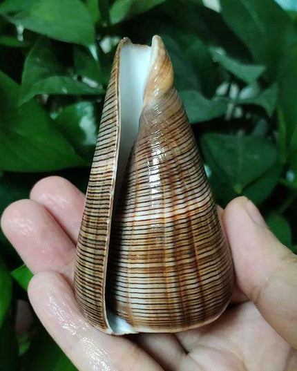 Elegant Gold-Infused Conus Striatus Shell - Ideal for Aquatic Decor, Hermit Crab Habitats, and Special Celebrations