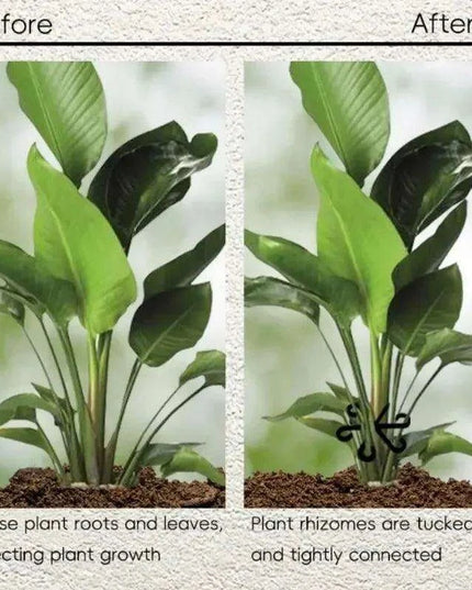 12 Pack Eco-Friendly Plant Support Frames - Stylish Trellis for Enhanced Plant Growth