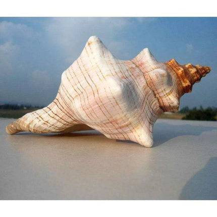 Seaside Elegance Natural Shell Trapezium Horse Conch Decor for Aquariums and Special Events - Très Elite