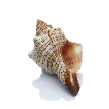 Seaside Elegance Natural Shell Trapezium Horse Conch Decor for Aquariums and Special Events - Très Elite