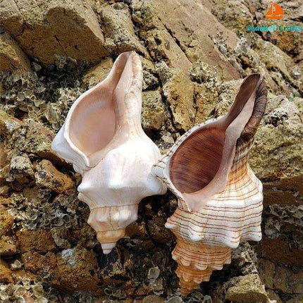Seaside Elegance Natural Shell Trapezium Horse Conch Decor for Aquariums and Special Events - Très Elite