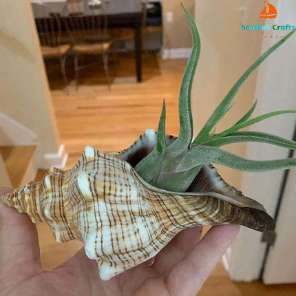 Seaside Elegance Natural Shell Trapezium Horse Conch Decor for Aquariums and Special Events - Très Elite