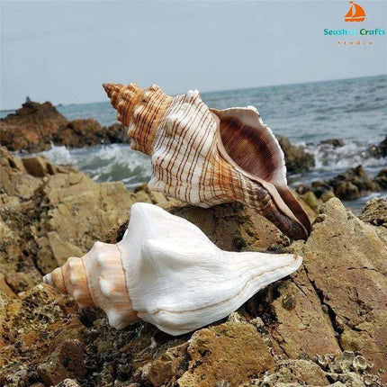 Seaside Elegance Natural Shell Trapezium Horse Conch Decor for Aquariums and Special Events - Très Elite