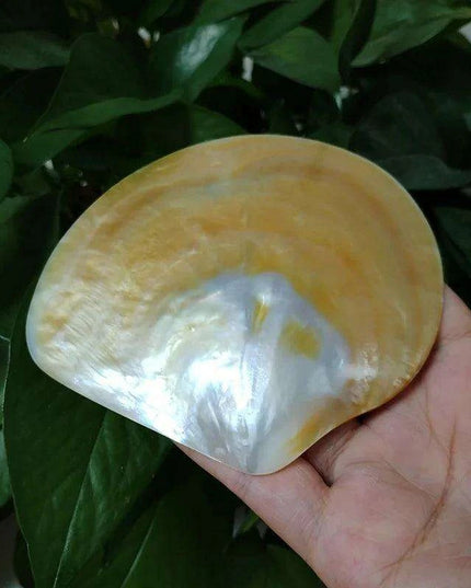 Elegant Yellow Abalone Pearl Smudge Bowl for Spiritual Practices and Crafting