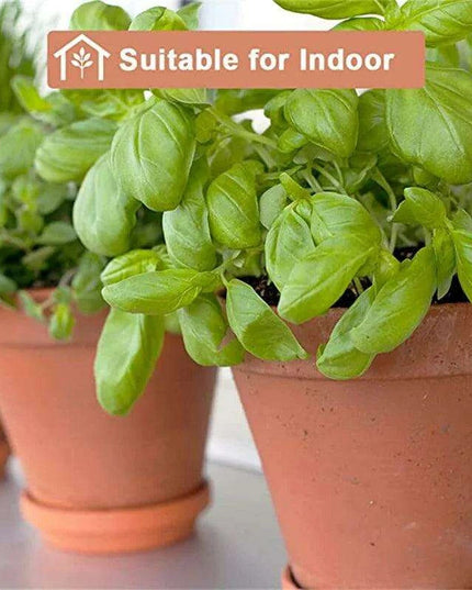 Set of 6 Adorable Mini Terracotta Pots with Saucers - Perfect for Succulents, Cacti, and Herbs - Sturdy Clay Planters for Home and Garden Decoration