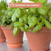 Set of 6 Adorable Mini Terracotta Pots with Saucers - Perfect for Succulents, Cacti, and Herbs - Sturdy Clay Planters for Home and Garden Decoration
