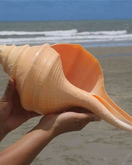Oceanic Splendor: Australian Trumpet Shell for Unique Home Decor and Creative Projects