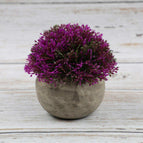 Pearl Grass (Red Lotus)