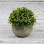 Milan Grass (Yellow)