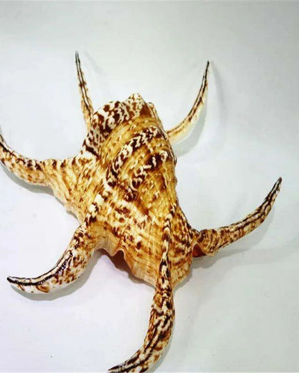 Large Natural Chiragra Spider Conch Shell for Aquarium and Home Decor - Unique Handmade Ornaments