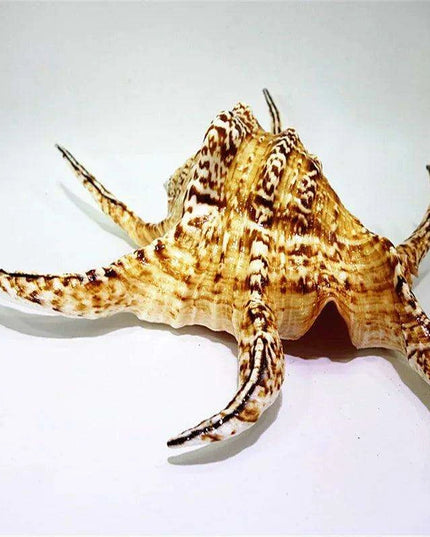 Large Natural Chiragra Spider Conch Shell for Aquarium and Home Decor - Unique Handmade Ornaments