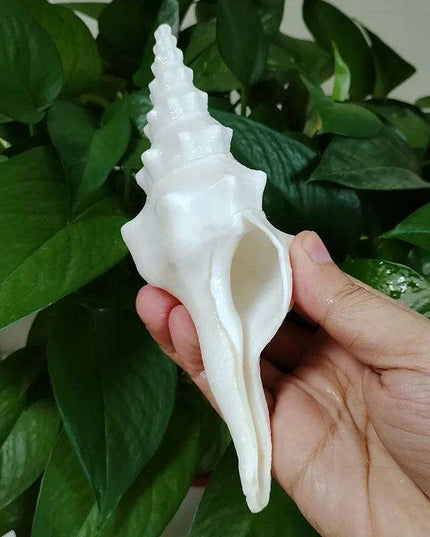 Salisbury's Spindle Conch Shells – Natural Beach Decor for Parties, Aquariums, and Unique Gifts (13-21cm)