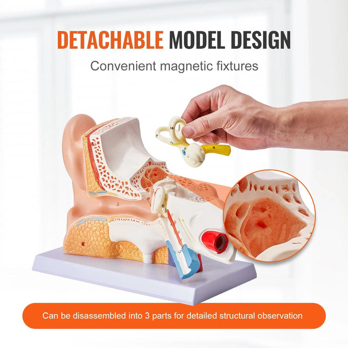 Interactive 3D Enlarged Human Ear Anatomy Model - Educational Tool with Detachable Parts for In-Depth Physiological Learning