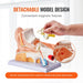 Interactive 3D Enlarged Human Ear Anatomy Model - Educational Tool with Detachable Parts for In-Depth Physiological Learning