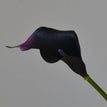 Black purple