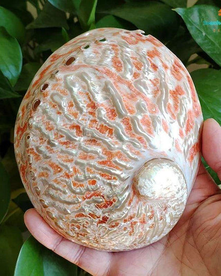 Vibrant Red-Accented Abalone Shell Décor - Unique Ocean-Inspired Gifts for Home and Aquariums