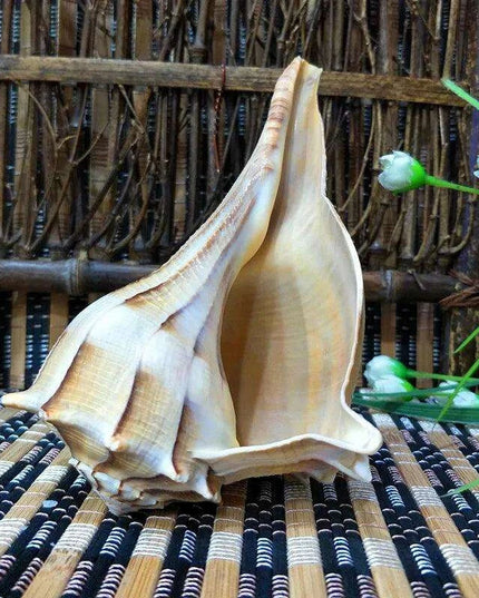 Unique Left-Handed Busycon Contrarium Conch Shell - A Natural Masterpiece for Collectors and Thoughtful Gifting