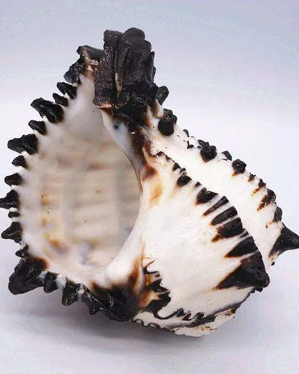 Black Zebra Murex Conch Shell - 10-12 cm Decorative Natural Specimen for Home and Aquarium Decor