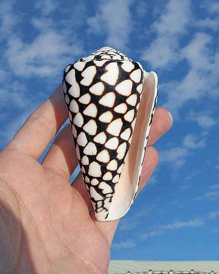 Exquisite Hebrew Marble Cone Shells - Natural Coastal Treasures for Elegant Home Decor