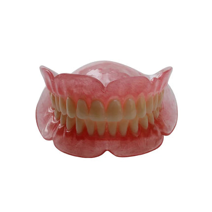 High-quality hot-selling medical dentals display model for education high-quality-hot-selling-medical-dentals-display-model-for-education