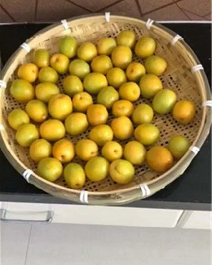 Artisan Bamboo Perforated Screen Collection - Fast Delivery