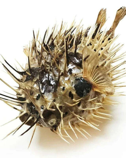 Coastal Elegance: Handmade Large Natural Pufferfish Pendant for Home Decor and Crafting