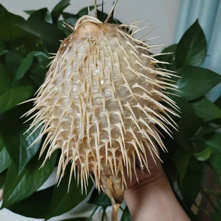 Coastal Elegance: Handmade Large Natural Pufferfish Pendant for Home Decor and Crafting