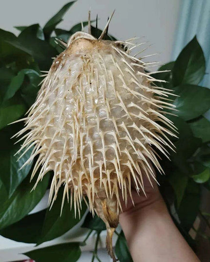 Coastal Elegance: Handmade Large Natural Pufferfish Pendant for Home Decor and Crafting
