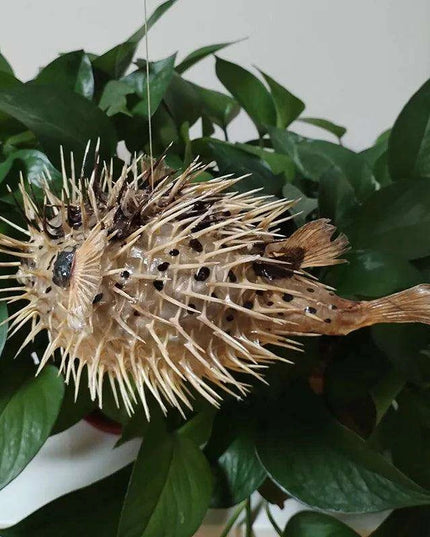 Coastal Elegance: Handmade Large Natural Pufferfish Pendant for Home Decor and Crafting