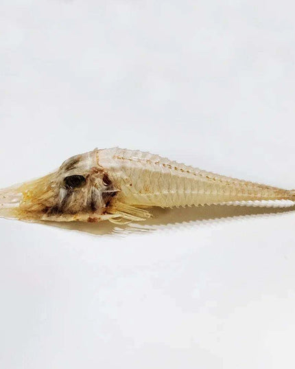 Large Authentic Armored Searobin Skull Specimen – Unique Deep Sea Fish Taxidermy Model for Science Education