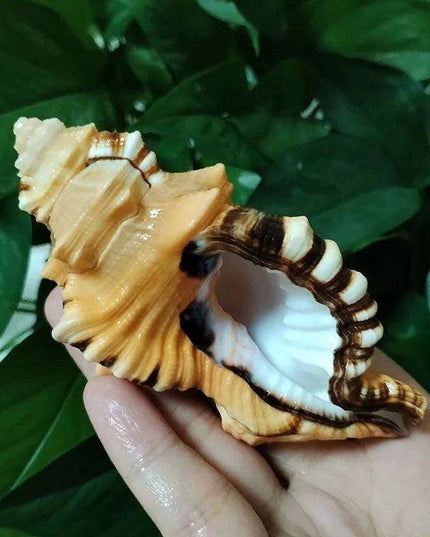 Vibrant Yellow-Orange Triton Conch Shell with Unique Black Patterns for Aquatic Decor and Photography