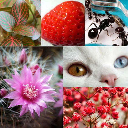 Smartphone Macro Lens Professional Photography Kit - Unlock Your Creative Potential - Très Elite