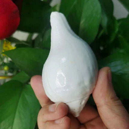 Stunning 11CM Indian Sacred Chank Shell Conch for Home and Event Decor - Très Elite