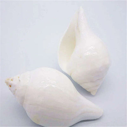 Stunning 11CM Indian Sacred Chank Shell Conch for Home and Event Decor - Très Elite
