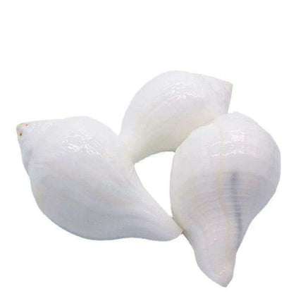 Stunning 11CM Indian Sacred Chank Shell Conch for Home and Event Decor - Très Elite