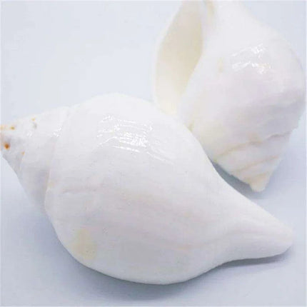 Stunning 11CM Indian Sacred Chank Shell Conch for Home and Event Decor - Très Elite