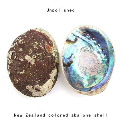 Stunning New Zealand Abalone Shell - 12-16CM Ideal for Weddings, Aquatic Displays, and Creative Crafts - Très Elite
