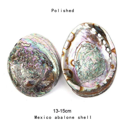 Stunning New Zealand Abalone Shell - 12-16CM Ideal for Weddings, Aquatic Displays, and Creative Crafts - Très Elite