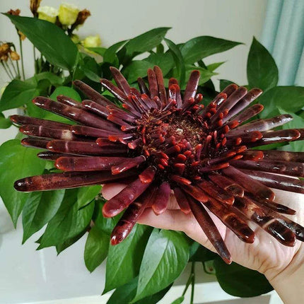 Sunflower-Shaped Large Natural Slate Pencil Urchin Seashells for Coastal Decor - Très Elite