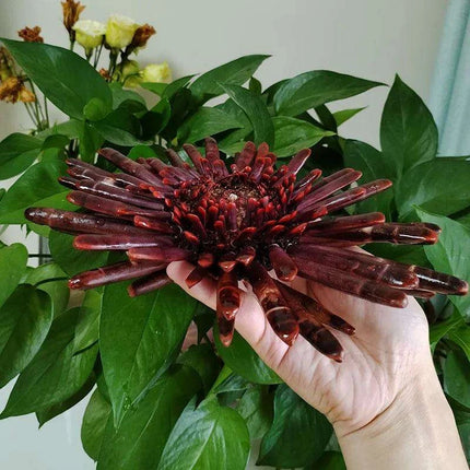 Sunflower-Shaped Large Natural Slate Pencil Urchin Seashells for Coastal Decor - Très Elite