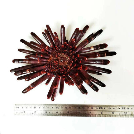 Sunflower-Shaped Large Natural Slate Pencil Urchin Seashells for Coastal Decor - Très Elite