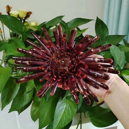 Sunflower-Shaped Large Natural Slate Pencil Urchin Seashells for Coastal Decor - Très Elite
