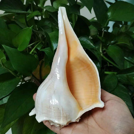 Unique Left-Handed Busycon Contrarium Conch Shell - A Natural Masterpiece for Collectors and Thoughtful Gifting - Très Elite
