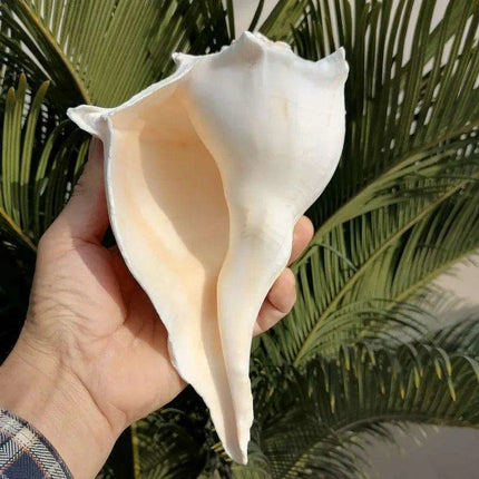 Unique Left-Handed Busycon Contrarium Conch Shell - A Natural Masterpiece for Collectors and Thoughtful Gifting - Très Elite