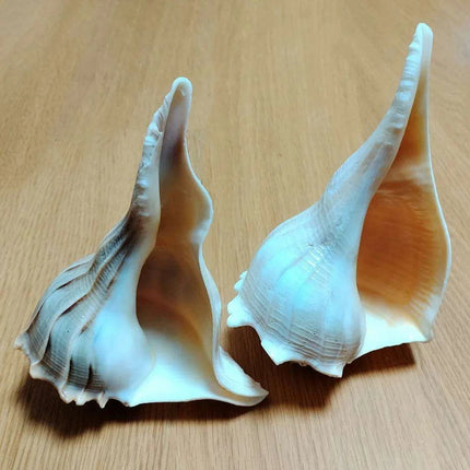 Unique Left-Handed Busycon Contrarium Conch Shell - A Natural Masterpiece for Collectors and Thoughtful Gifting - Très Elite