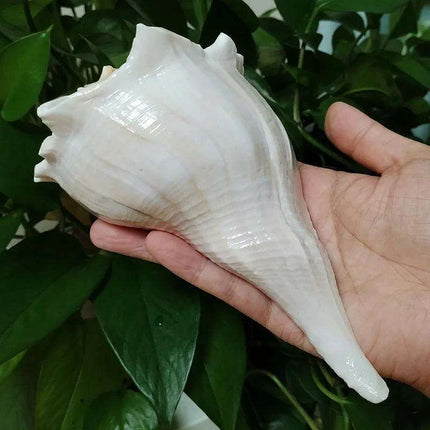 Unique Left-Handed Busycon Contrarium Conch Shell - A Natural Masterpiece for Collectors and Thoughtful Gifting - Très Elite