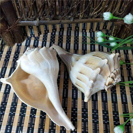 Unique Left-Handed Busycon Contrarium Conch Shell - A Natural Masterpiece for Collectors and Thoughtful Gifting - Très Elite