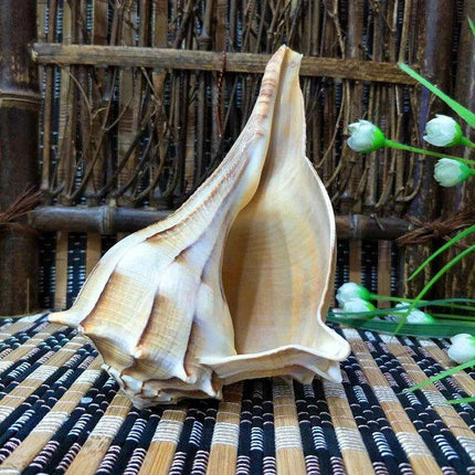 Unique Left-Handed Busycon Contrarium Conch Shell - A Natural Masterpiece for Collectors and Thoughtful Gifting - Très Elite