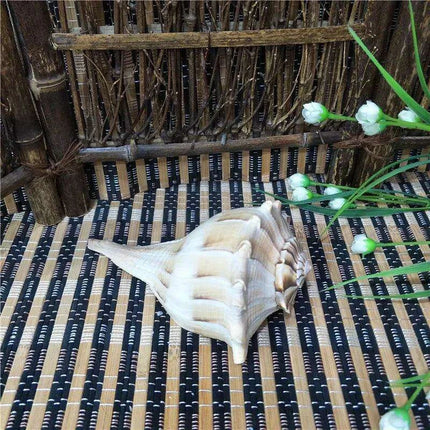 Unique Left-Handed Busycon Contrarium Conch Shell - A Natural Masterpiece for Collectors and Thoughtful Gifting - Très Elite