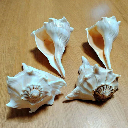 Unique Left-Handed Busycon Contrarium Conch Shell - A Natural Masterpiece for Collectors and Thoughtful Gifting - Très Elite